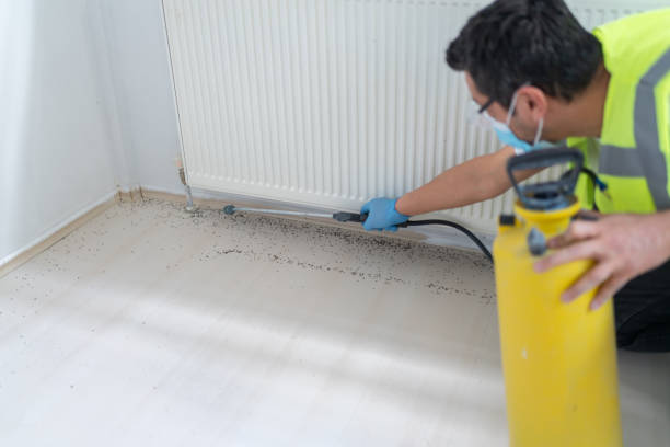 Best Termite Control Services  in Kendall, FL